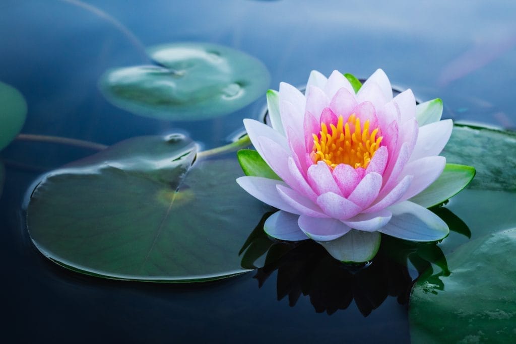 Waterlilies