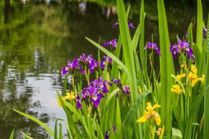 Aqua Pond, Pond Cleaning, Pond Repair, Pond Maintenance