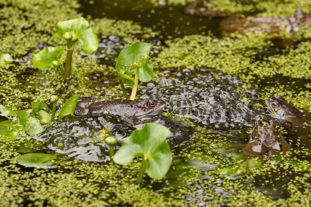 Aqua Pond, Pond Cleaning, Pond Repair, Pond Maintenance