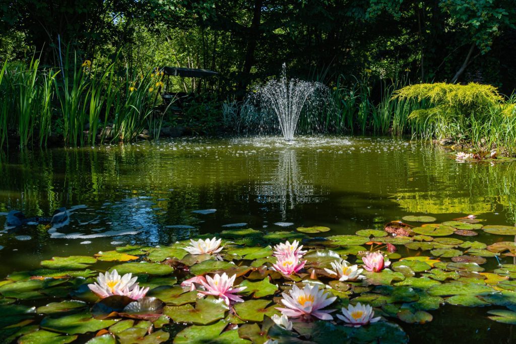 Aqua Pond, Pond Cleaning, Pond Repair, Pond Maintenance