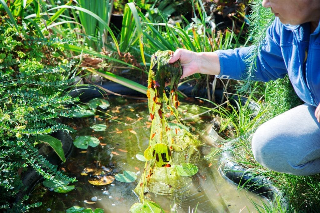 How Can I Get Rid of the Blanket Weed in My Pond? Effective Strategies and Solutions 1 Aqua Pond, Pond Cleaning, Pond Repair, Pond Maintenance