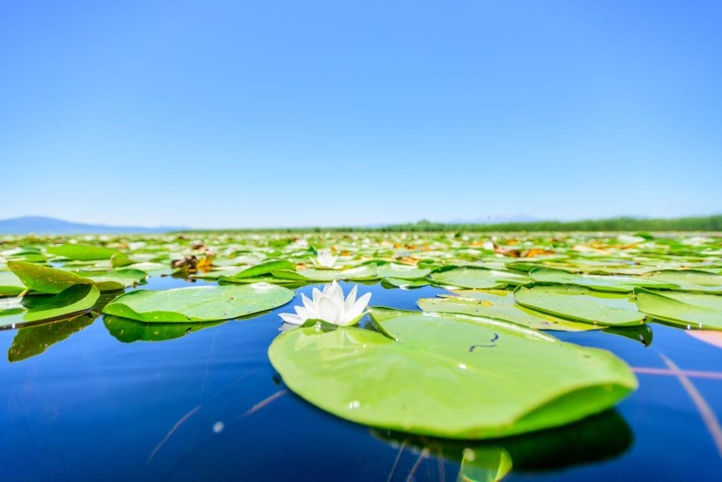 Aqua Pond, Pond Cleaning, Pond Repair, Pond Maintenance