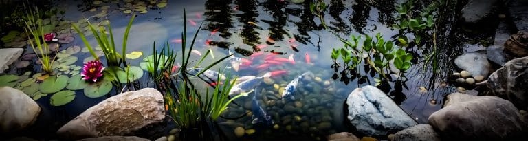 How to Maintain Healthy Pond Oxygen Levels for Vibrant Aquatic Life 1 Pond Banner