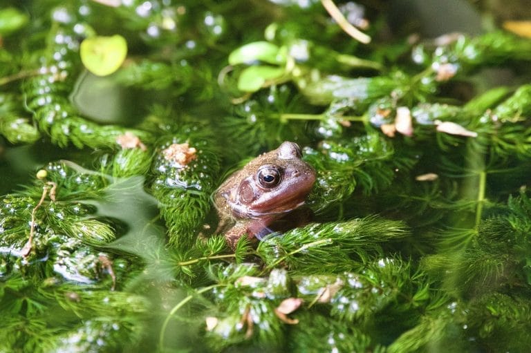 How to Maintain Healthy Pond Oxygen Levels for Vibrant Aquatic Life 1 Common frog with head emerging above the water surrounded by pond weed