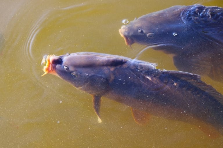 How to Maintain Healthy Pond Oxygen Levels for Vibrant Aquatic Life 2 Grass Carp Care in a Garden Pond: Essential Tips for Successful Maintenance