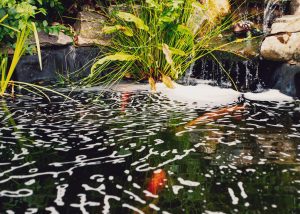 Why is There Foam on My Koi Pond