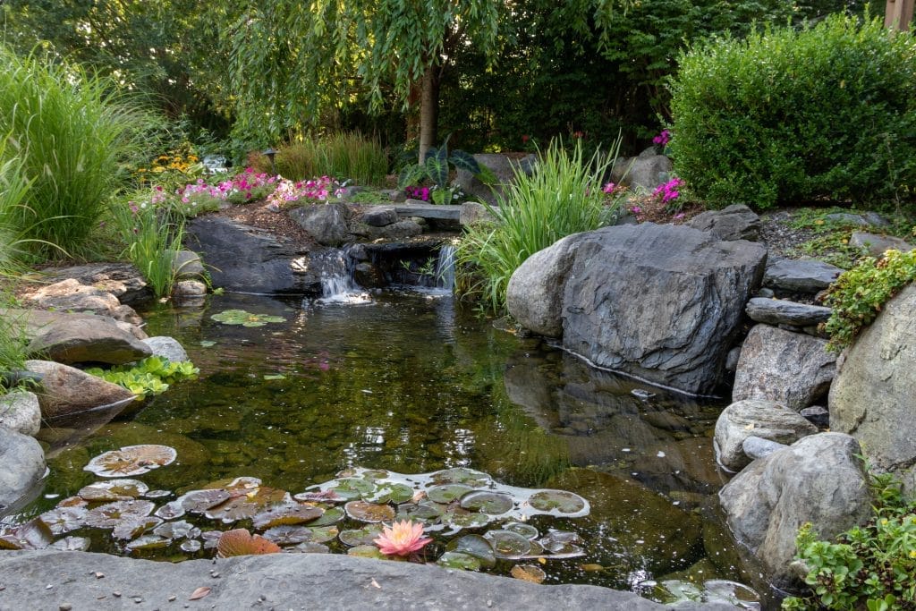 How To Build An Ecosystem Pond: A Step-By-Step Guide for Beginners