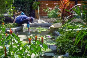 Water Does A Pond Lose To Evaporation