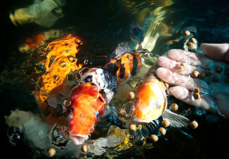 How to Maintain Healthy Pond Oxygen Levels for Vibrant Aquatic Life 2 When to Stop Feeding My Fish for the Winter