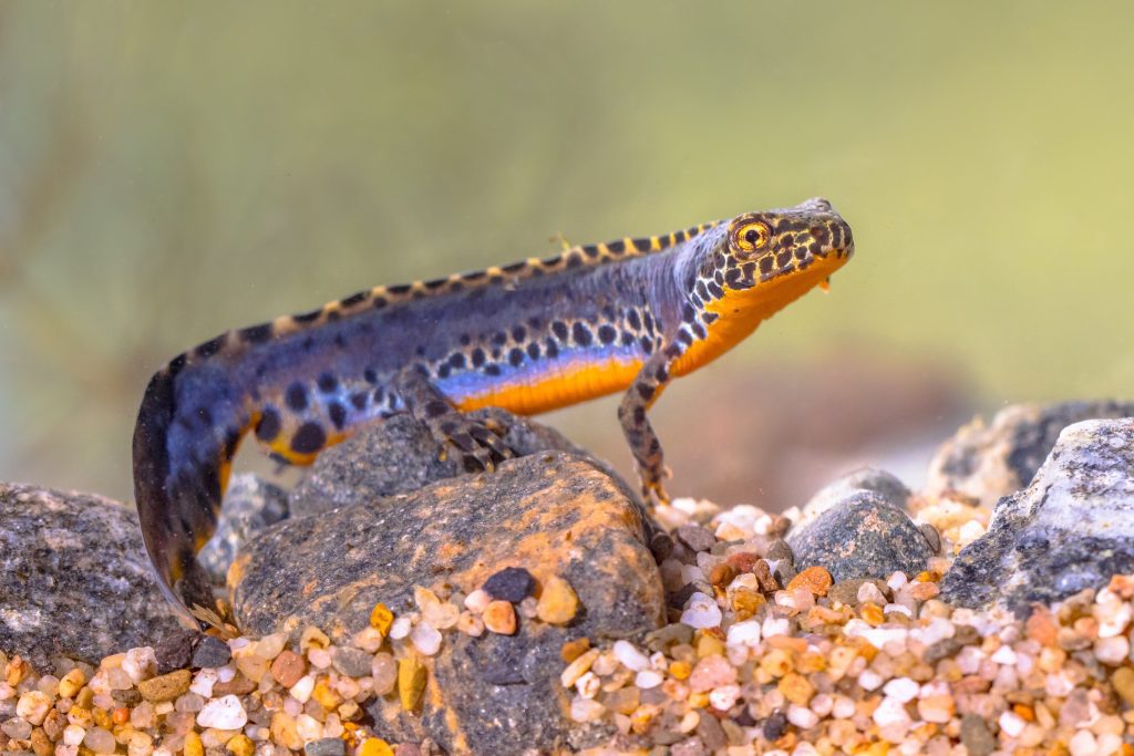 Newts for Ponds: Unlocking the Magic of Newts and Enhancing Your Pond with These Fascinating Creatures