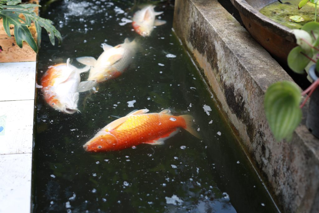 Koi Fish Diseases