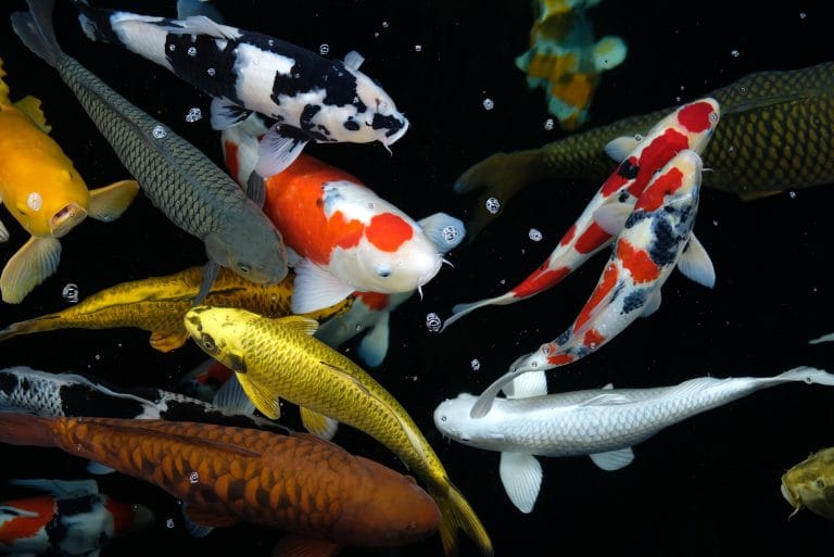 How to Maintain Healthy Pond Oxygen Levels for Vibrant Aquatic Life 2 What Is A Koi Pond