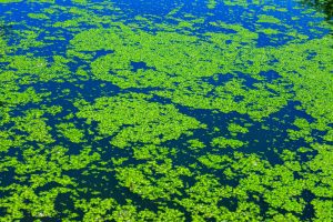 How Do You Get Rid of Duck Weed: Effective Strategies for a Clean Pond