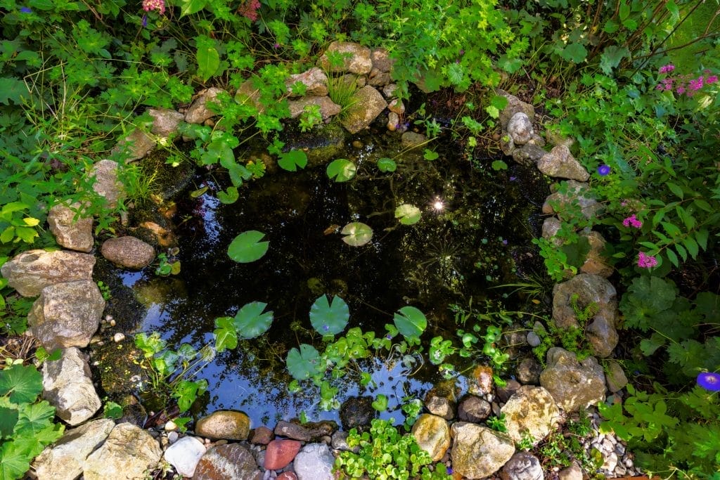 Ponds in Shady Gardens: Creating Tranquil Water Features in Low-Light Areas 1 Ponds in Shady Gardens