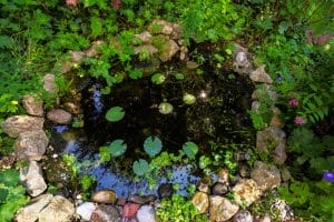 Ponds in Shady Gardens